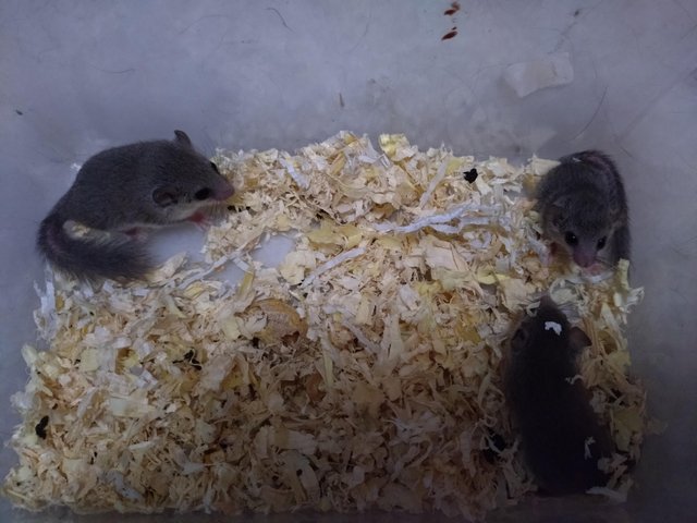 Preview of the first image of African pygmy dormice (micro squirrels).