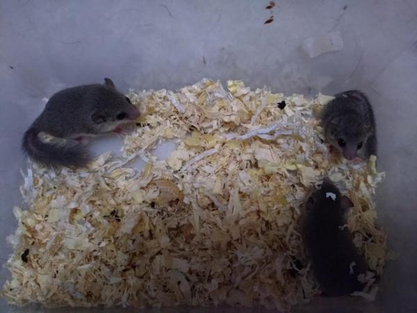 Image 1 of African pygmy dormice (micro squirrels)