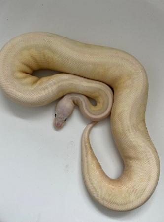 Image 5 of Various royal pythons for sale