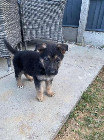 Image 4 of German Shepard puppies for sale