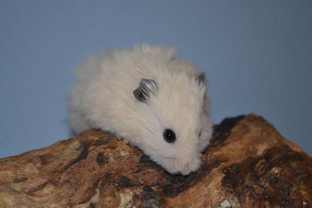 Image 5 of Baby Syrian Hamster - Very Friendly and Tame