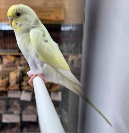 Image 6 of Beautiful Baby Budgies Available Now