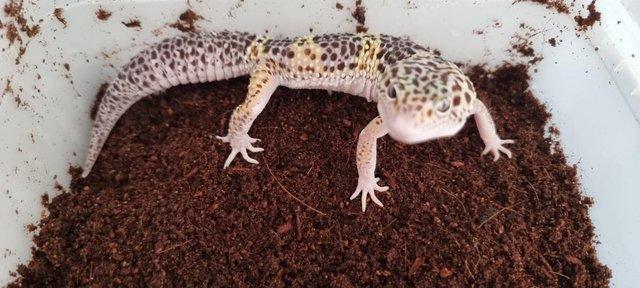 Image 2 of 2023 juvenile leopard geckos £50 each