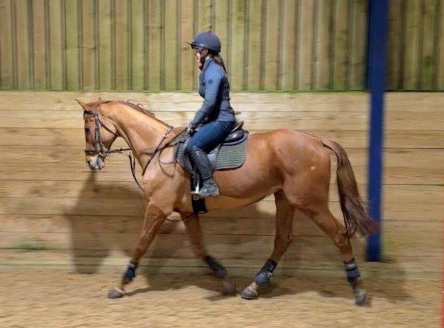 Preview of the first image of 16.1hh, Chesnut Gelding, ROR/Event prospect.