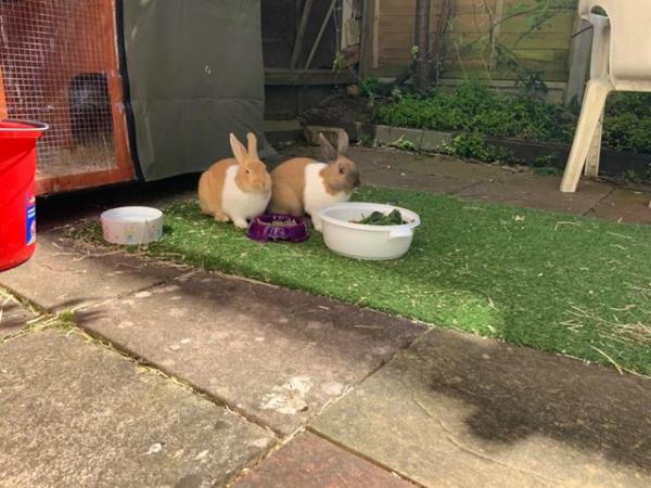 Image 1 of Two Male neutered bonded Pair Dutch Rabbits