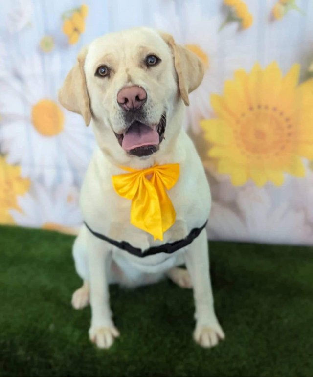Preview of the first image of Yellow retriever (labrador).