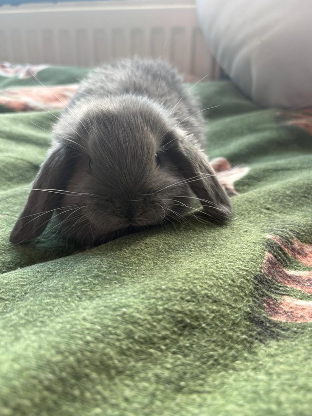 Two beautiful boys available