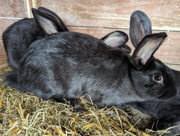 Image 1 of Mix breed bunnies, 13 weeks old
