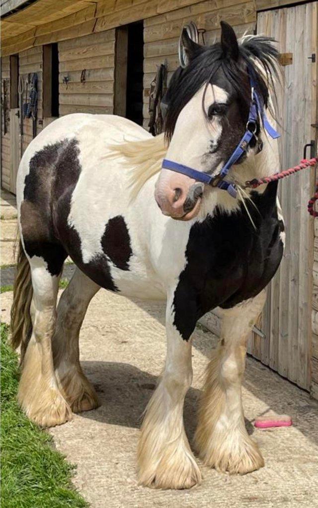 Preview of the first image of 13 h  rising 5  gelding. Coloured cob.