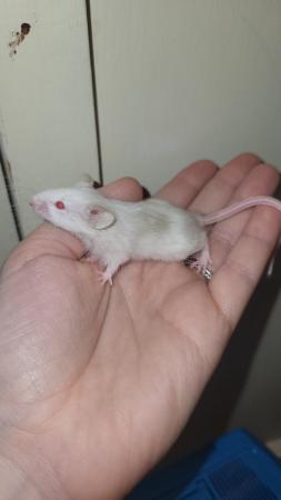 Image 3 of Ready now, beautiful baby mice £2.50 great pets