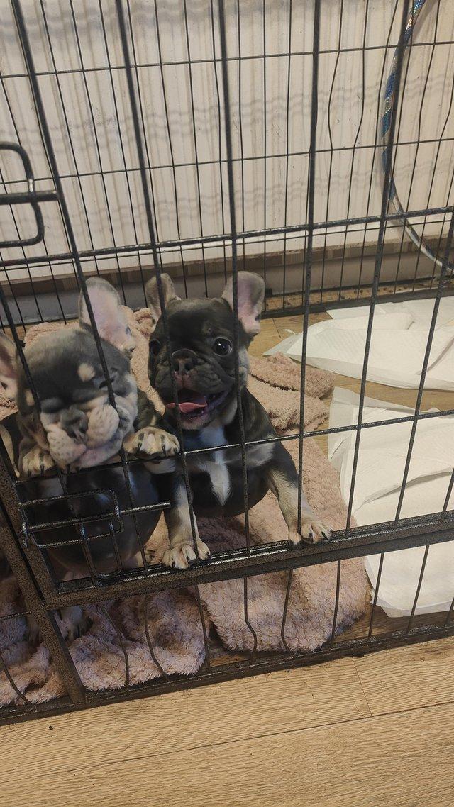Preview of the first image of French bulldog girl puppies.