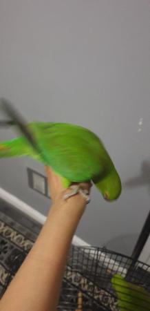 Image 4 of Indian ring neck parrot only 5 months old
