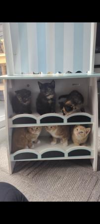 Image 15 of 5 kittens for sale 2 gingers and 3 bark speckled,