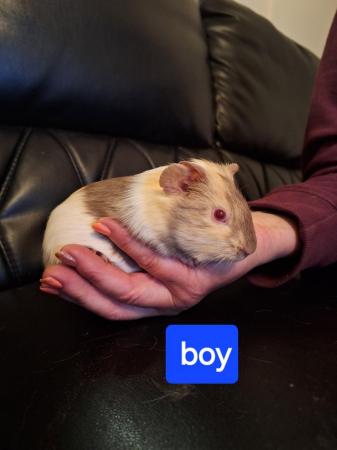 Image 5 of Baby guinea pigs for sale