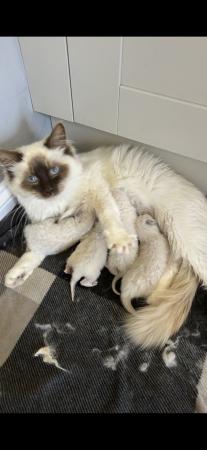 Image 4 of Our beautiful rag doll kittens