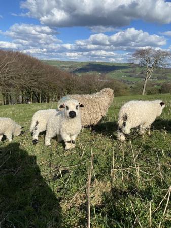 Image 1 of Silver Nose Lambs available (Valais X Grey Faced Dartmoor)