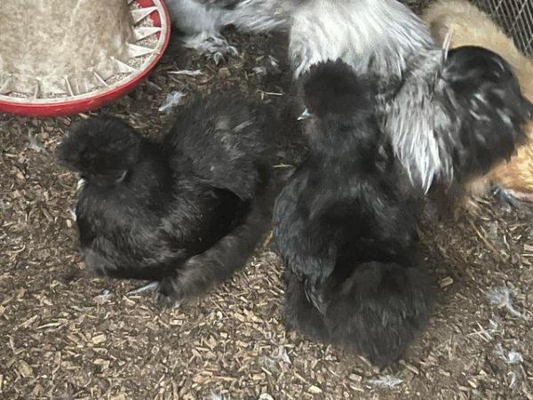 Image 2 of Laying Silkie hens for sale , all pure colours