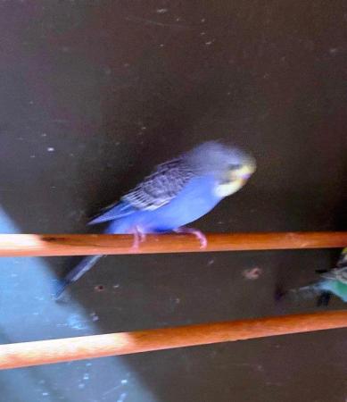 Image 2 of Wanted for new aviary, any unwanted budgies.