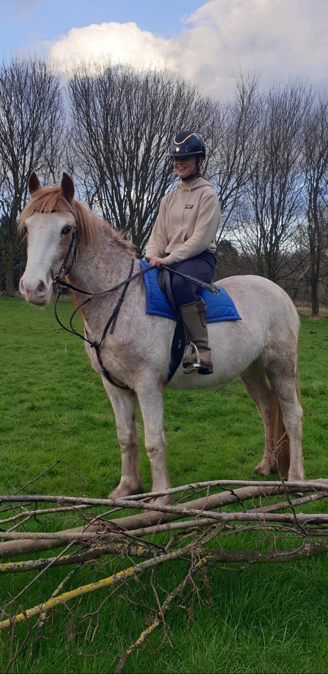 Preview of the first image of 14hh bombproof gelding for sale.