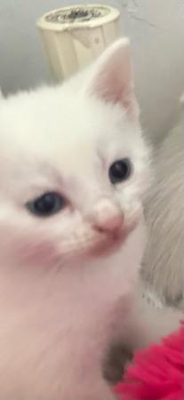 Image 4 of Pure white male kitten for sale