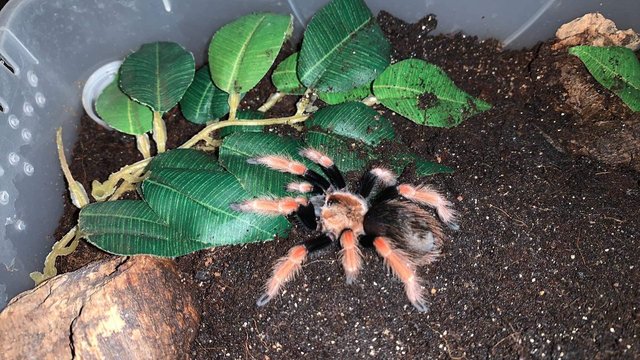 Image 5 of Tarantulas4sale all different ages and all different prices