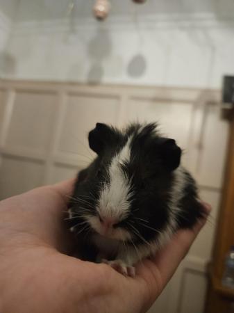 Image 6 of 5 guinea pigs for sale, Male/Female