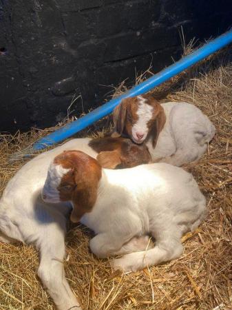 Image 3 of Adorable boer goat kids for sale, ready to go now