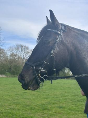 Image 3 of Wanted sharer for 15.3hh black cob