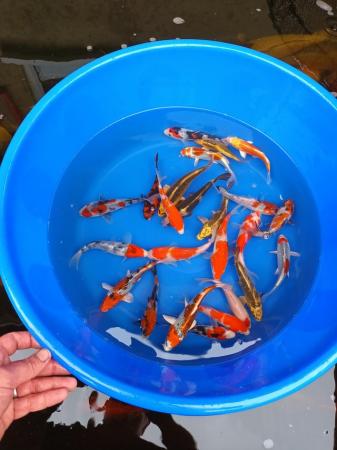 Image 4 of Koi Carp for sale mixed selection