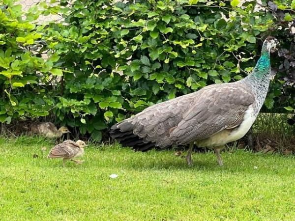 Image 2 of Beautiful Pair of Indian Blue Peacock Peahen Chicks