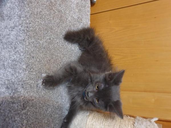 Image 10 of Kittens Russsian blue Long hair Gray kitten boy playful