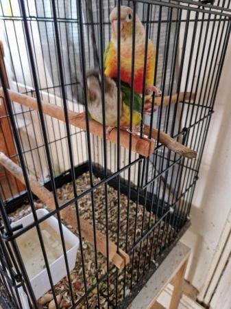 Image 2 of Lovely and healthy Conures for sale