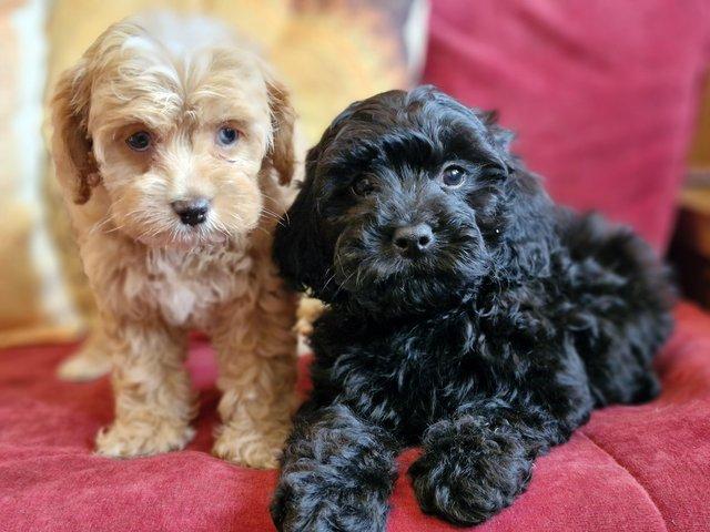 Preview of the first image of Adorable F1b multicolour cavapoo pups. health tested parents.