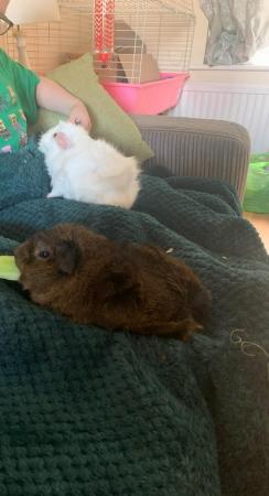 Image 4 of 2 x male guinea pigs approx 4 years old