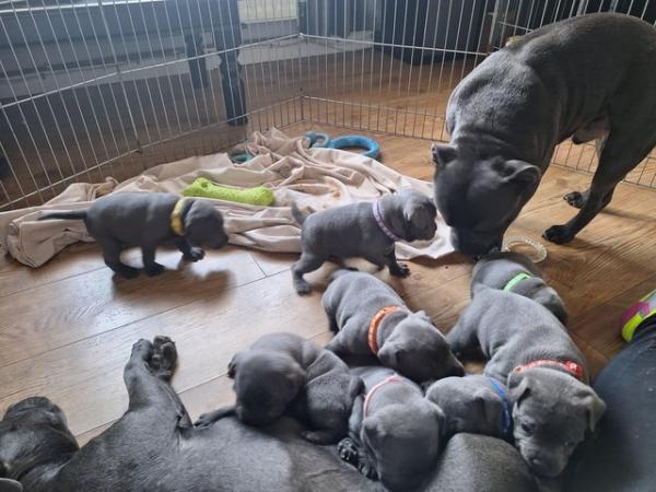 Image 12 of Blue staffy puppies mixed litter