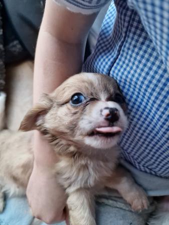 Image 18 of Special long-haired Chihuahua puppies