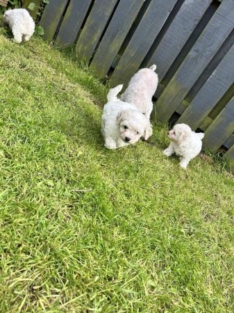 Image 9 of Bishon frise pups for sale