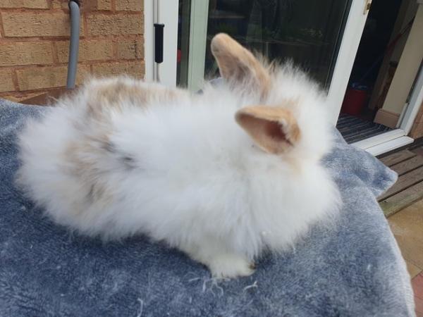 Image 4 of Baby lionhead rabbits ready now