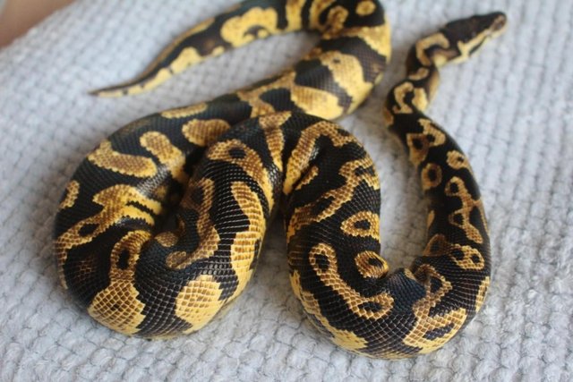 Preview of the first image of CB2021 Pastel Yellow Belly 66% Het Pied 50% Het Clown.