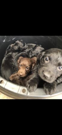 Image 3 of Cocker spaniel pups (ready now)
