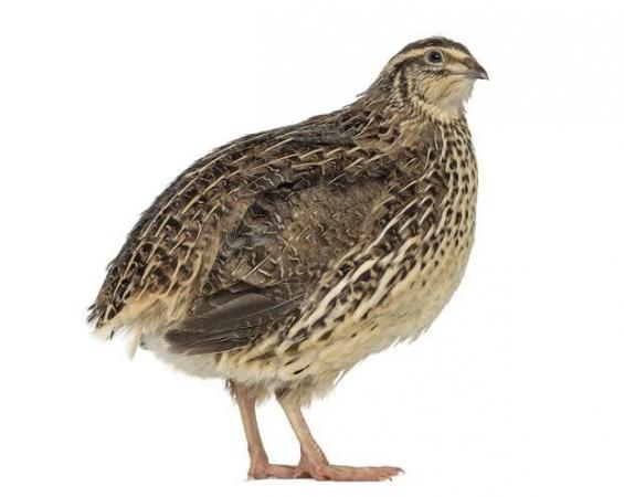 Image 2 of Quail....Japanese quail....FEMALE..100%......now laying.....