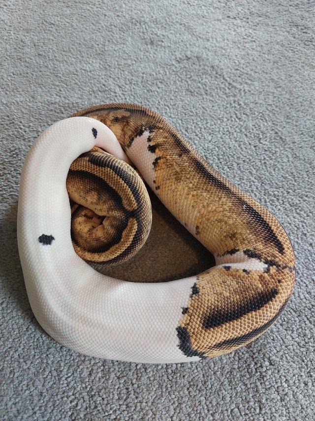 Preview of the first image of Beautiful pastel pied female cb22.
