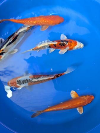Image 3 of Japanese koi including butterfl available, prices from £30