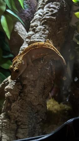 Image 8 of Crested gecko with FULL bioactive enclosure