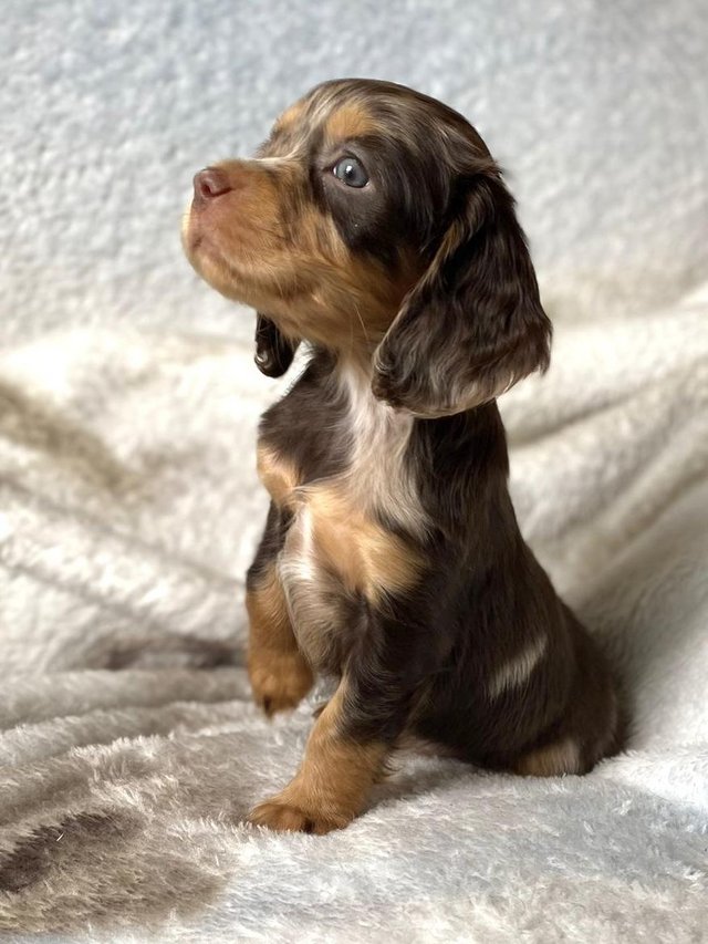 Preview of the first image of Chocolate & chocolate merle Cocker spaniel puppies.