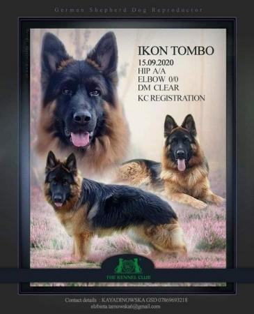 Image 7 of Ikon Tombo KC reg long coat German Shepherd