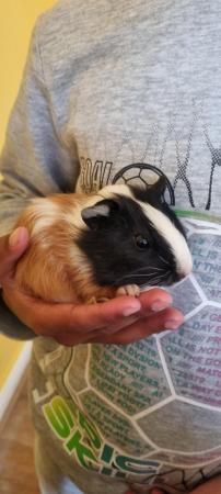 Image 1 of 9 week old male guinea pig