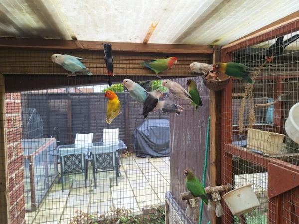 Image 1 of Unrelated already paired lovebirds all aviary bred