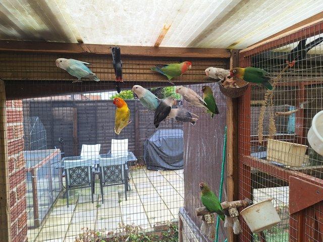 Preview of the first image of Unrelated already paired lovebirds all aviary bred.