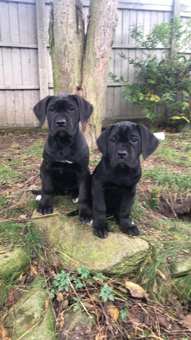 Preview of the first image of grand champion bloodlines cane corso pups. 10 weeks old..